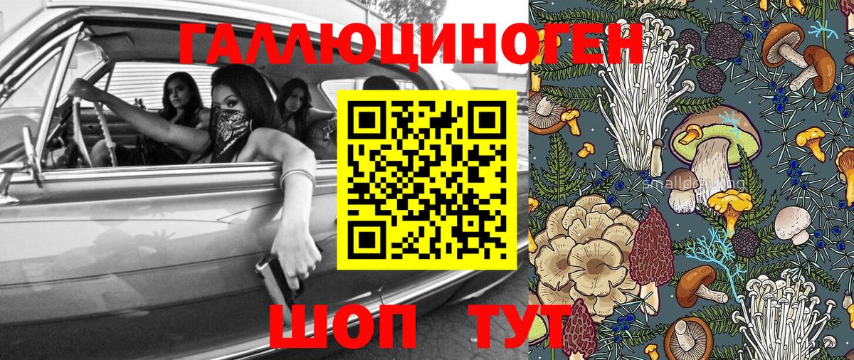Галлюциногенные грибы Psilocybine cubensis Новоалександровск